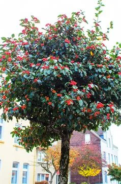 Vibrant tree with red berries in front of buildings on a bright day Stock Photos