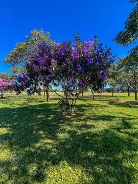 Vibrant tree in sunny park Stock Photos