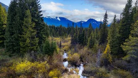 Vibrant trees in forest with mountains in background. Canadian Nature Lands.. Stock Photos