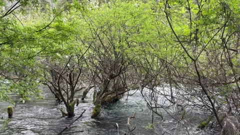 Vibrant Trees Growing Directly From Clear Stream at Jiuzhaigou Valley, Sichuan Stock Footage 337914753
