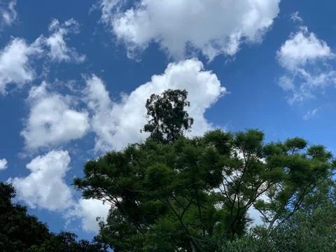 Vibrant trees under cloudy sky Stock Photos