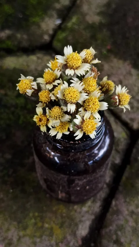 Vibrant Tridax Procumbens Flowers in Bloom Stockbeeldmateriaal 310475367