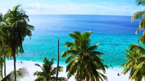 Vibrant Tropical Beach View Framed by Palm Trees and Turquoise Ocean Stock Footage 319894612