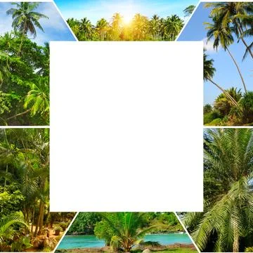 Vibrant tropical collage frame featuring lush green palm trees, sunny exoti.. Photos