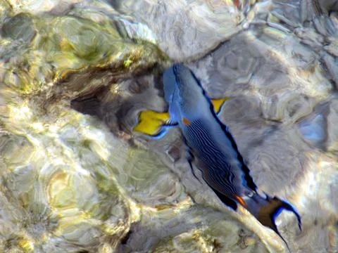 Vibrant Tropical Fish Swim in Shimmering Shallow Water With Wavy Light Refr.. Stock Photos