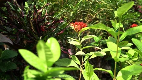 Vibrant Tropical Flora Stock Footage 317472729