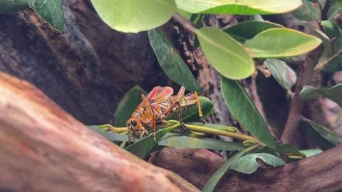 A vibrant tropical grasshopper rests on a leaf at the San Diego Zoo Stock Footage 320176173