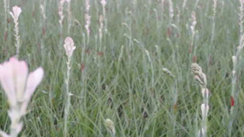 Vibrant Tuberose Field 스톡 동영상 328528557