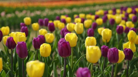 Vibrant Tulip Field in Full Bloom, Showcasing Natures Beauty at Its Best Stock Footage 306843530