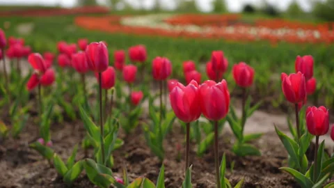 A Vibrant Tulip Field in Full Bloom, Showcasing Natural Beauty and Colorful Stock Footage 306849371