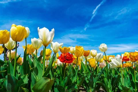 A vibrant tulip field showcases an array of colorful blooms under a clear blu Stock Photos