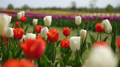 Vibrant Tulip Field in Spring, Showcasing Natures True Splendor and Beauty Stock Footage 306849022