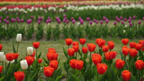 The Vibrant Tulip Fields are a sight to behold in Full Bloom, showcasing natures Stock Footage 306849394