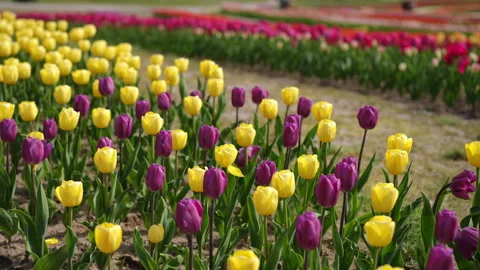 Vibrant Tulip Fields That Beautifully Showcase The Colors Of Spring Blooming Stock Footage 306843273