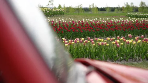 Vibrant Tulip Fields Beautifully Viewed from the Interior of a Car Window Stock Footage 306845280