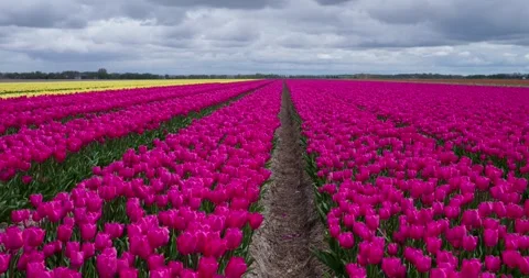 Vibrant tulip fields in bloom under cloudy skies in the Netherlands countryside Stock Footage 334569182