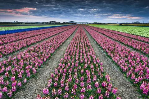 Vibrant tulip fields bloom under dramatic skies during early spring season Stock Photos