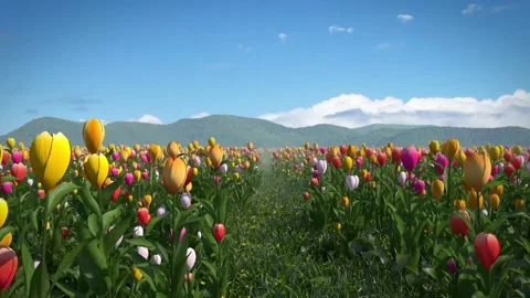 Vibrant Tulip Fields Under Clear Blue Sky Stock Footage 323272651