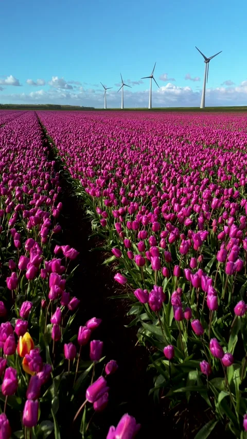 The vibrant tulip fields with wind turbines highlight the Netherlands commitment 動画素材 281177461