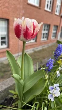 Vibrant Tulip in Full Bloom Stock Photos