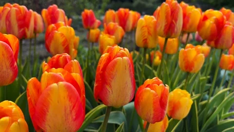 Vibrant Tulip Garden in Full Spring Glory. Fresh Blooming Flowers Stock Footage 239566357