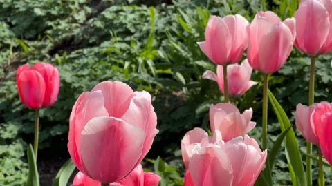 Vibrant Tulip Garden in Full Spring Glory. Fresh Blooming Flowers Stock Footage 239634604