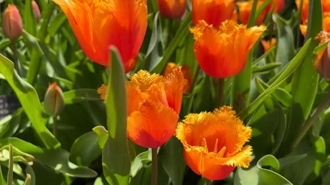 Vibrant Tulip Garden in Full Spring Glory. Fresh Blooming Flowers Stock Footage 240480177