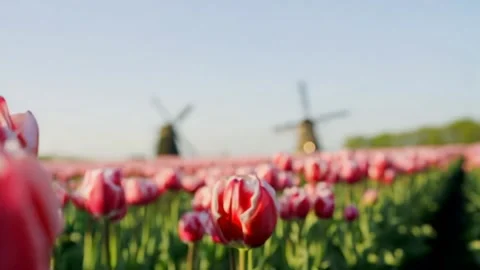 Vibrant tulips bloom in a sunny spring field Stock Footage 307322702