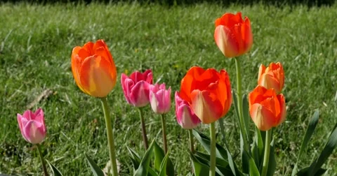 Vibrant tulips dance in the wind on a warm summer day. Stock Footage 50150269