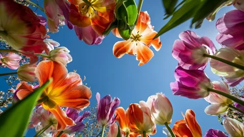 Vibrant tulips in full bloom captured from below against a clear blue sky Video stock 315554822