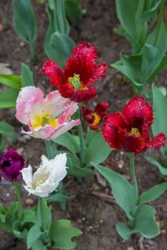 Vibrant tulips standing in the forefront of an array of variously colored blooms 스톡 사진