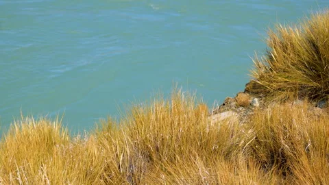 Vibrant turquoise glacial water flows behind golden dry tussock grass Video stock 335827520
