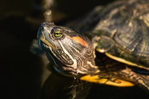 Vibrant turtle gliding smoothly through tranquil waters showcasing its colo.. Stock Photos