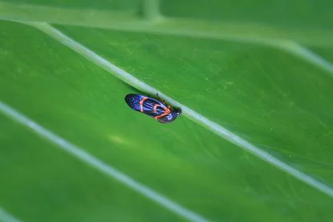 Vibrant Two-lined Spittlebug on a Green Leaf. Stock Photos