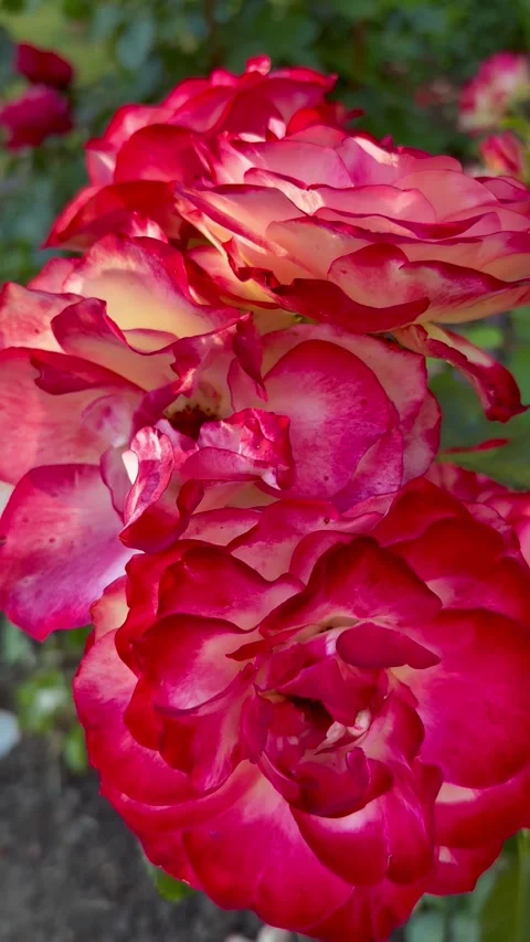 Vibrant two-tone red and cream roses swaying gently in summer garden Stock Footage 339334869