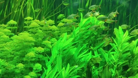 Vibrant underwater aquarium teeming with small fish and lush green plants Stock Footage 337484351