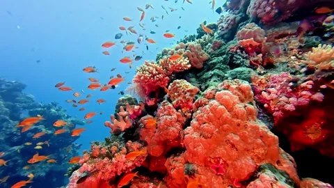 Vibrant underwater ecosystem features school of orange anthias fish swimming Stockbeeldmateriaal 333532003