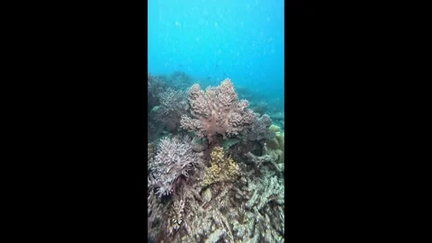Vibrant underwater scene featuring a beautiful coral reef ecosystem with Stock Footage 332000144