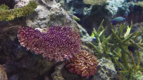 Vibrant underwater scene featuring purple acropora coral and diverse marine.. Stock Footage 342781941