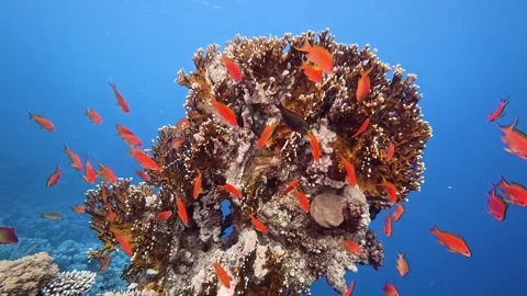 Vibrant underwater scene featuring a school of red anthias fish swimming around 스톡 동영상 334715411
