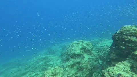 A vibrant underwater scene filled with small fish swimming gracefully Stock Footage 327034846