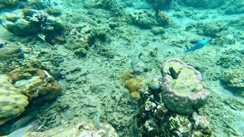 A vibrant underwater scene with several tropical marine fish species like Vídeo Stock 332619639