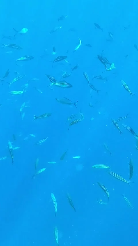 A Vibrant Underwater Scene Showcasing a School of Fish Swimming Gracefully 库存影片 330095403