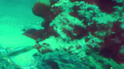 Vibrant Underwater Scene With Turtle and Colorful Fish Near Coral Reef Stock Footage 344821857