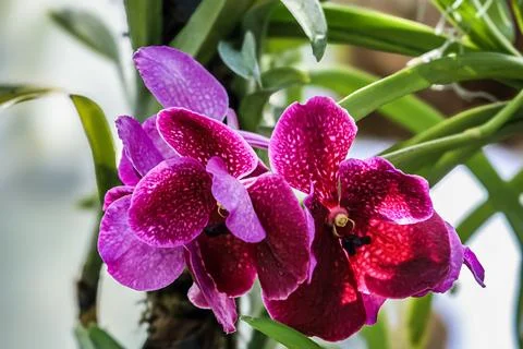 Vibrant Vanda orchids with intricate patterns bloom in lush green foliage 스톡 사진