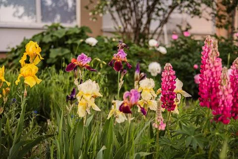 Vibrant various spring flowers in a formal garden - irises, lupines Stock Photos