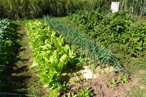 A vibrant vegetable garden featuring rows of lettuce, onions, and lush gree.. Stock Photos