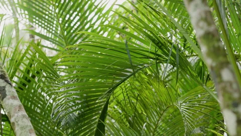 The vibrant vegetation of Maui Vídeo Stock 345752005