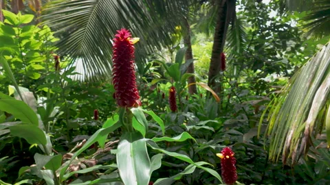 The vibrant vegetation of Maui Stock-Footage 345754595