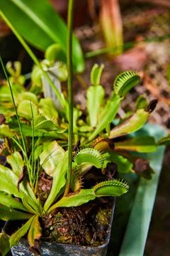 Vibrant Venus Flytrap Close-Up in Garden Nursery 库存照片
